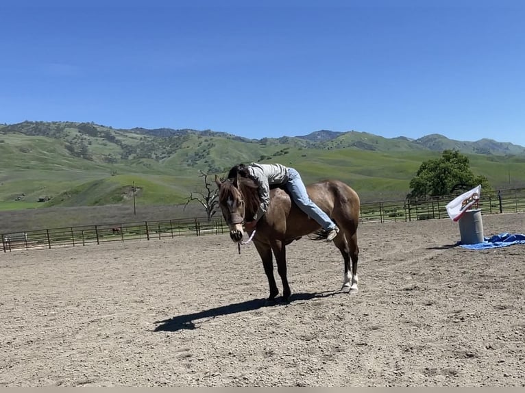 American Quarter Horse Castrone 9 Anni 152 cm Pelle di daino in Paicines CA