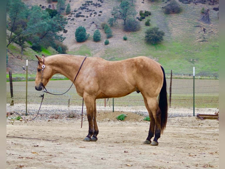 American Quarter Horse Castrone 9 Anni 152 cm Pelle di daino in Paicines CA