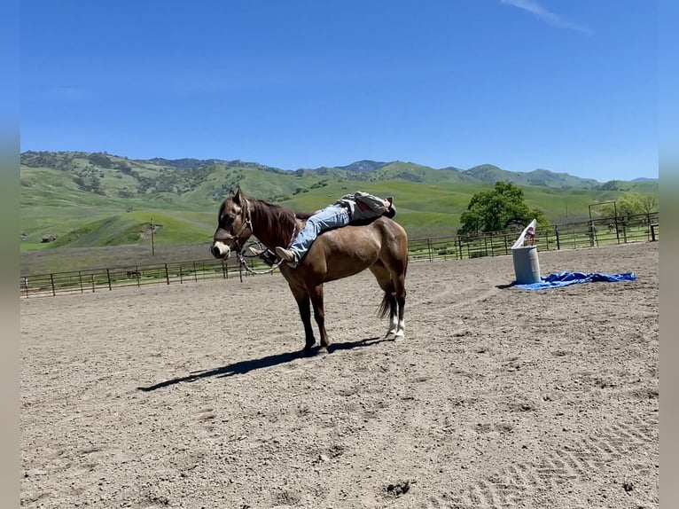 American Quarter Horse Castrone 9 Anni 152 cm Pelle di daino in Paicines CA