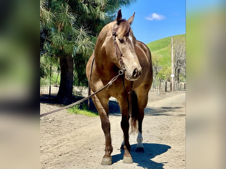 American Quarter Horse Castrone 9 Anni 152 cm Pelle di daino in Paicines CA