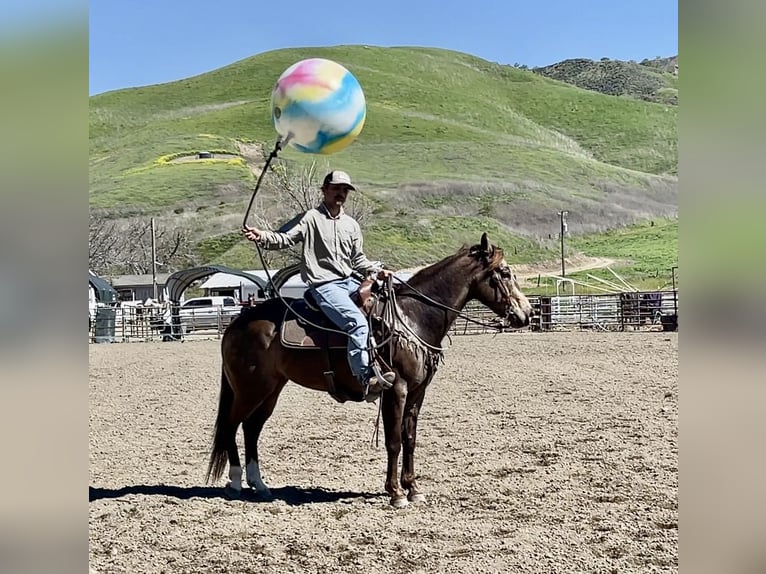 American Quarter Horse Castrone 9 Anni 152 cm Pelle di daino in Paicines CA