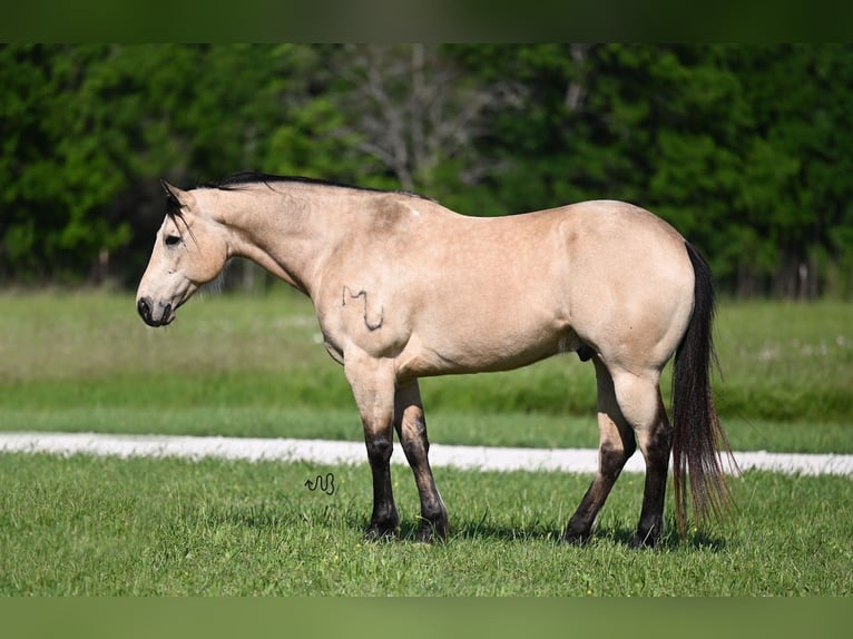 American Quarter Horse Castrone 9 Anni 152 cm Pelle di daino in Waco