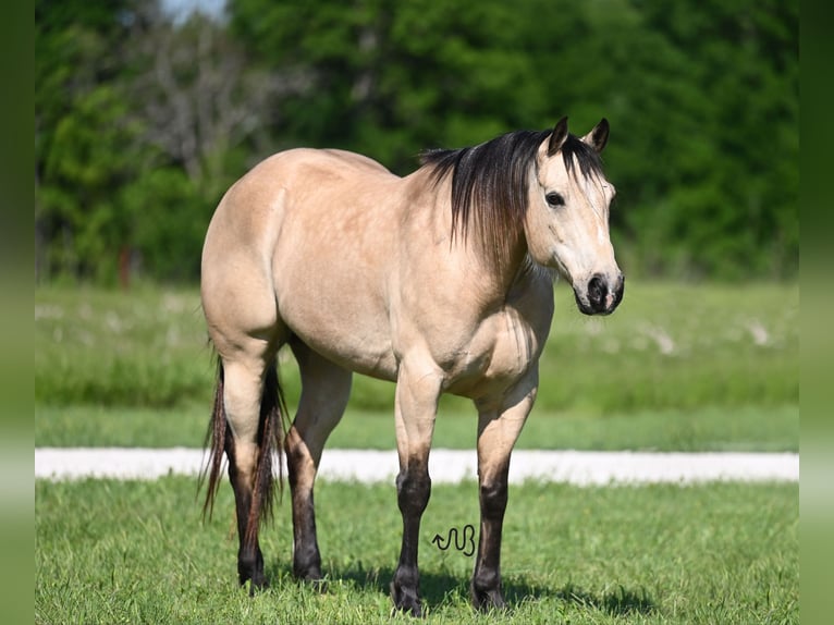 American Quarter Horse Castrone 9 Anni 152 cm Pelle di daino in Waco