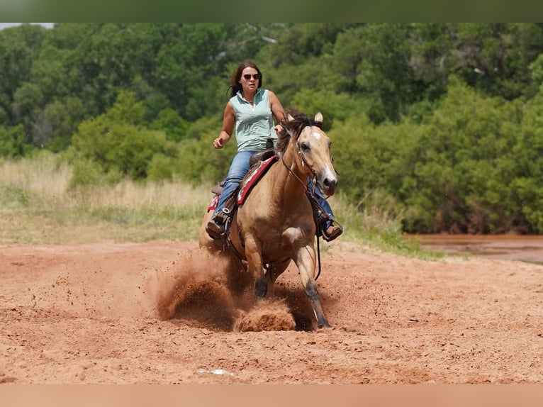 American Quarter Horse Castrone 9 Anni 152 cm Pelle di daino in Canyon, TX