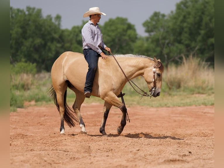 American Quarter Horse Castrone 9 Anni 152 cm Pelle di daino in Canyon, TX