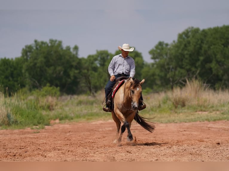 American Quarter Horse Castrone 9 Anni 152 cm Pelle di daino in Canyon, TX