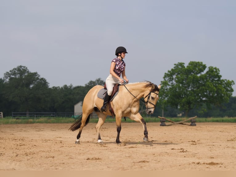 American Quarter Horse Castrone 9 Anni 152 cm Pelle di daino in Canyon, TX