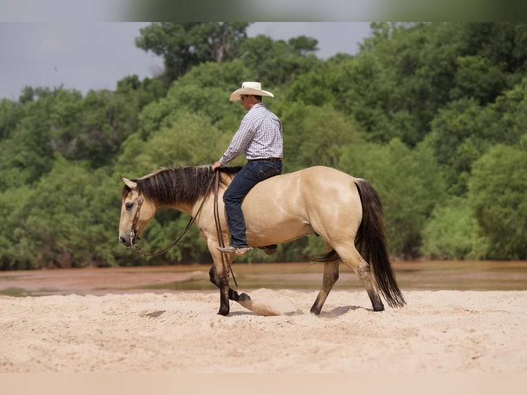 American Quarter Horse Castrone 9 Anni 152 cm Pelle di daino in Canyon, TX