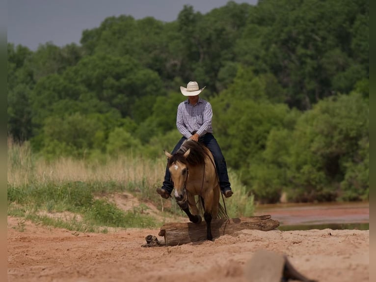 American Quarter Horse Castrone 9 Anni 152 cm Pelle di daino in Canyon, TX