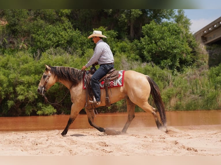 American Quarter Horse Castrone 9 Anni 152 cm Pelle di daino in Canyon, TX