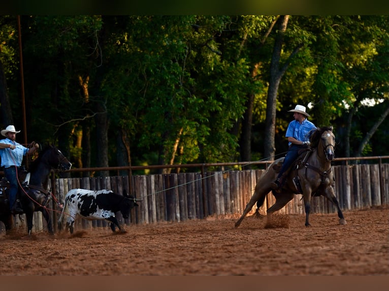 American Quarter Horse Castrone 9 Anni 152 cm Pelle di daino in Canyon, TX