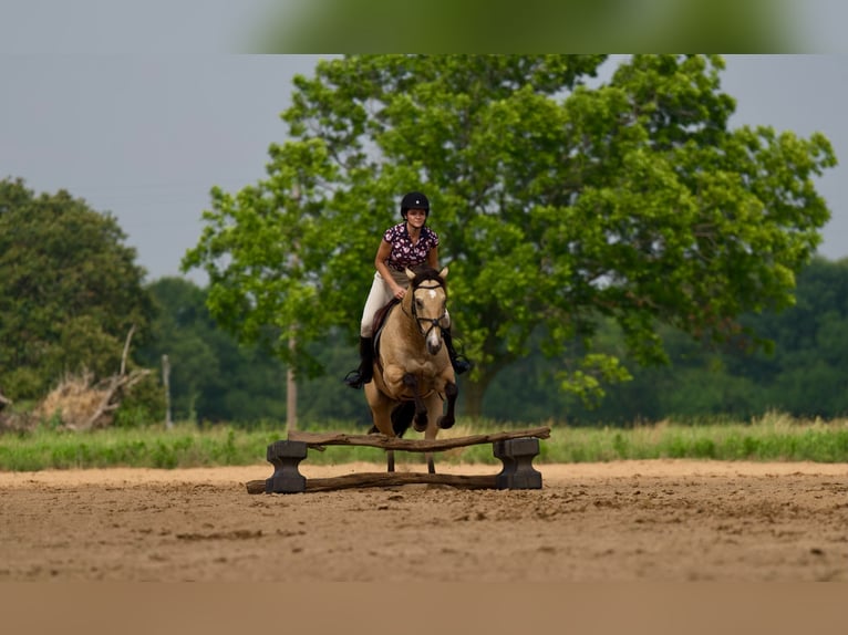 American Quarter Horse Castrone 9 Anni 152 cm Pelle di daino in Canyon, TX