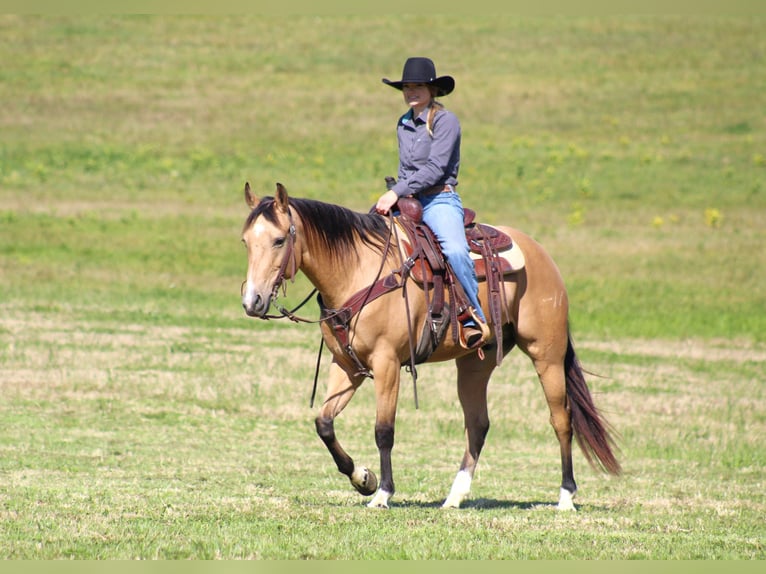 American Quarter Horse Castrone 9 Anni 152 cm Pelle di daino in Clarion, PA