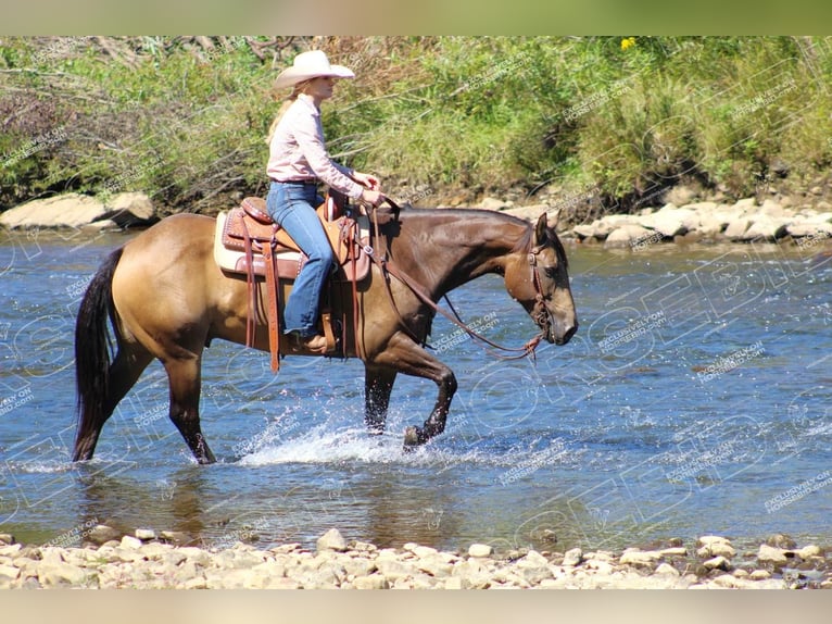 American Quarter Horse Castrone 9 Anni 152 cm Pelle di daino in Clarion, PA