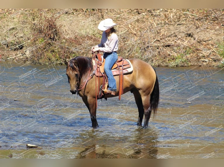 American Quarter Horse Castrone 9 Anni 152 cm Pelle di daino in Clarion, PA