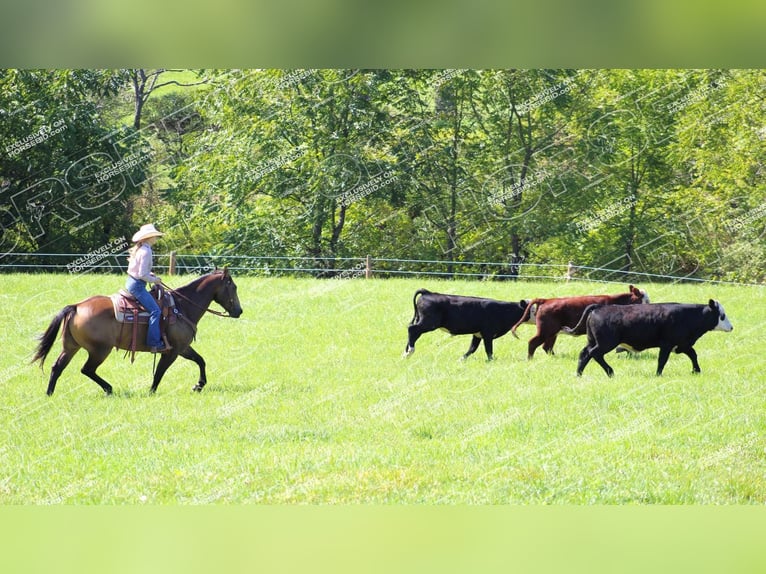 American Quarter Horse Castrone 9 Anni 152 cm Pelle di daino in Clarion, PA