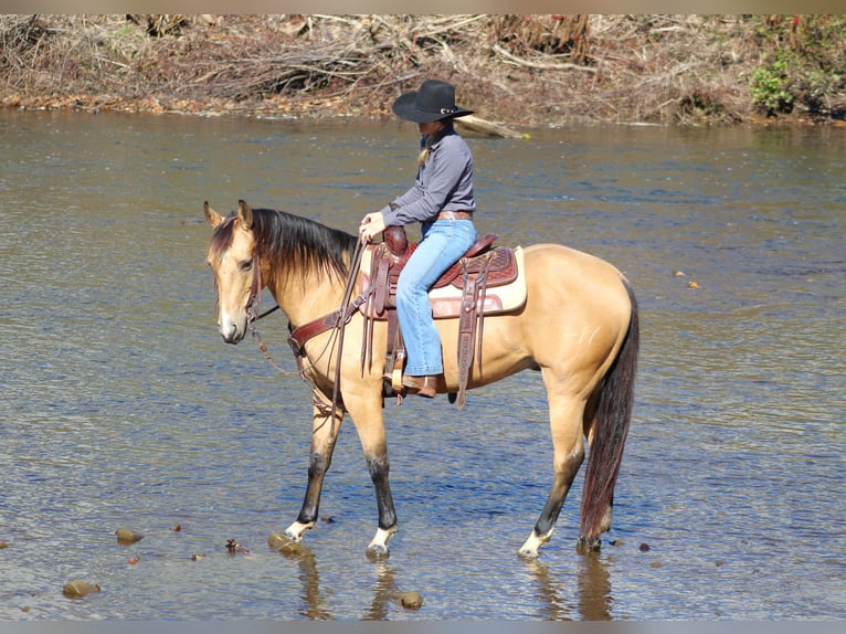 American Quarter Horse Castrone 9 Anni 152 cm Pelle di daino in Clarion, PA