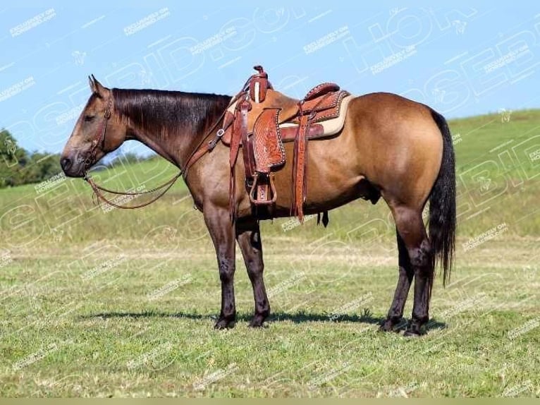 American Quarter Horse Castrone 9 Anni 152 cm Pelle di daino in Clarion, PA