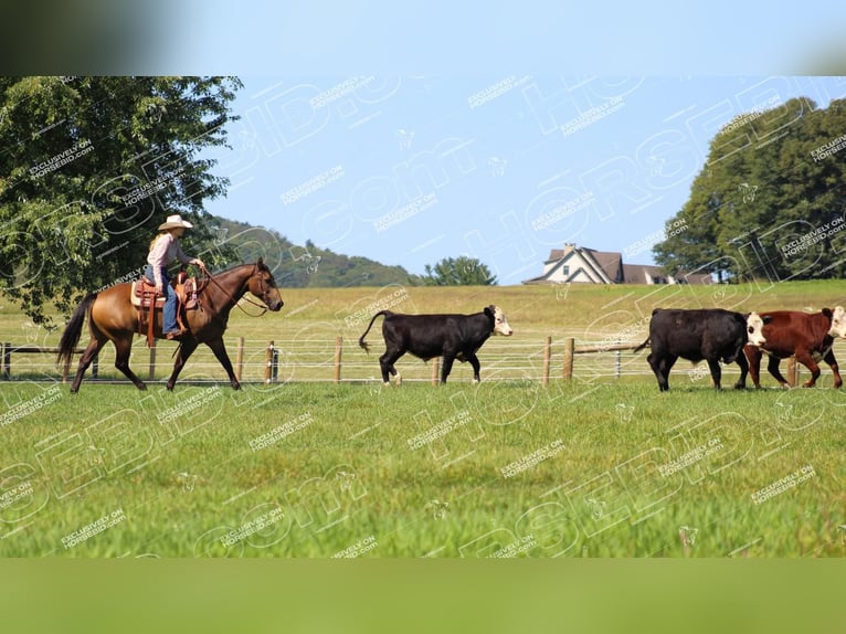 American Quarter Horse Castrone 9 Anni 152 cm Pelle di daino in Clarion, PA