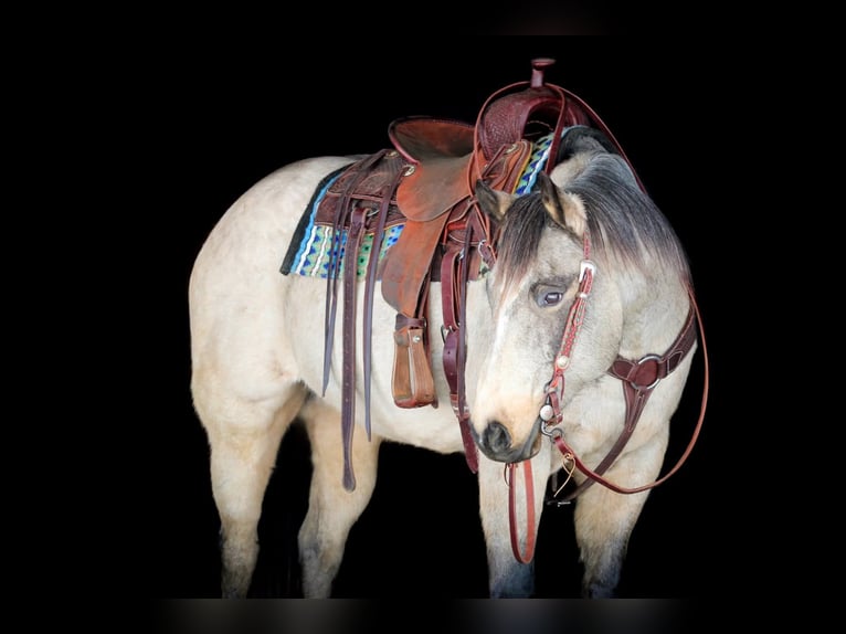 American Quarter Horse Castrone 9 Anni 152 cm Pelle di daino in Clarion