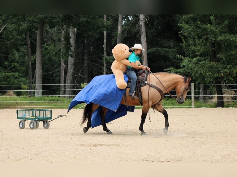 American Quarter Horse Castrone 9 Anni 152 cm Pelle di daino in Clarion
