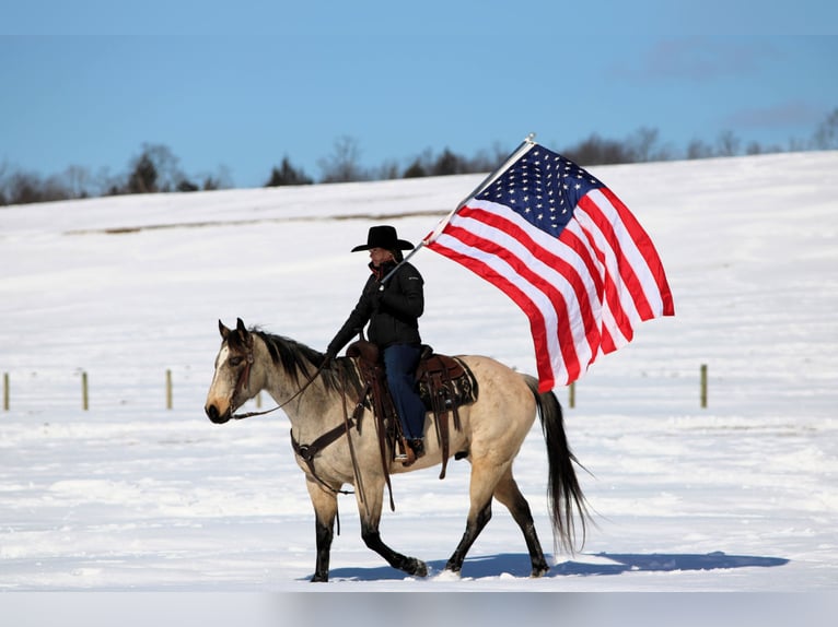 American Quarter Horse Castrone 9 Anni 152 cm Pelle di daino in Clarion