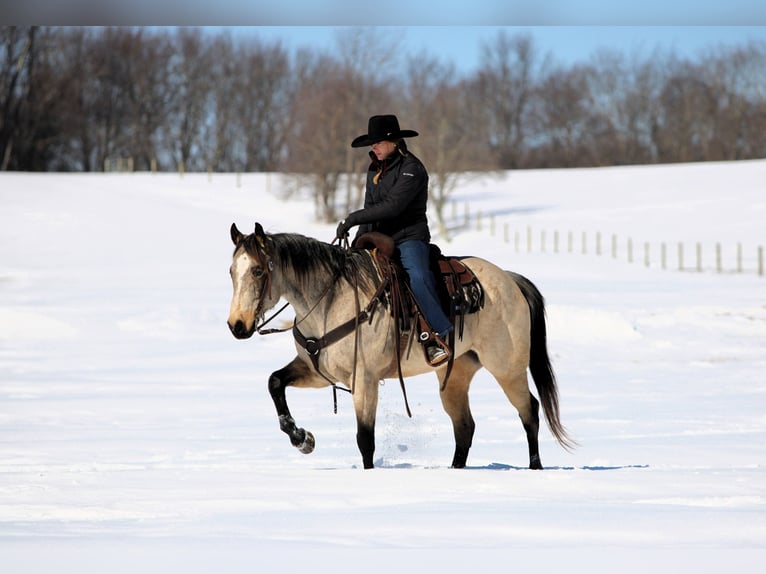 American Quarter Horse Castrone 9 Anni 152 cm Pelle di daino in Clarion
