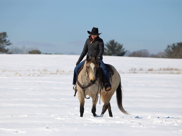 American Quarter Horse Castrone 9 Anni 152 cm Pelle di daino in Clarion