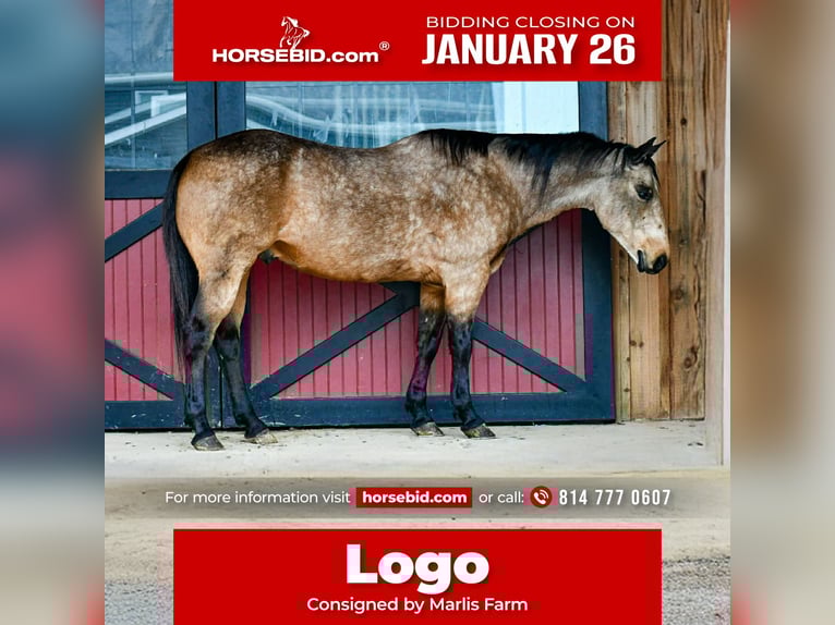 American Quarter Horse Castrone 9 Anni 152 cm Pelle di daino in Rebersburg