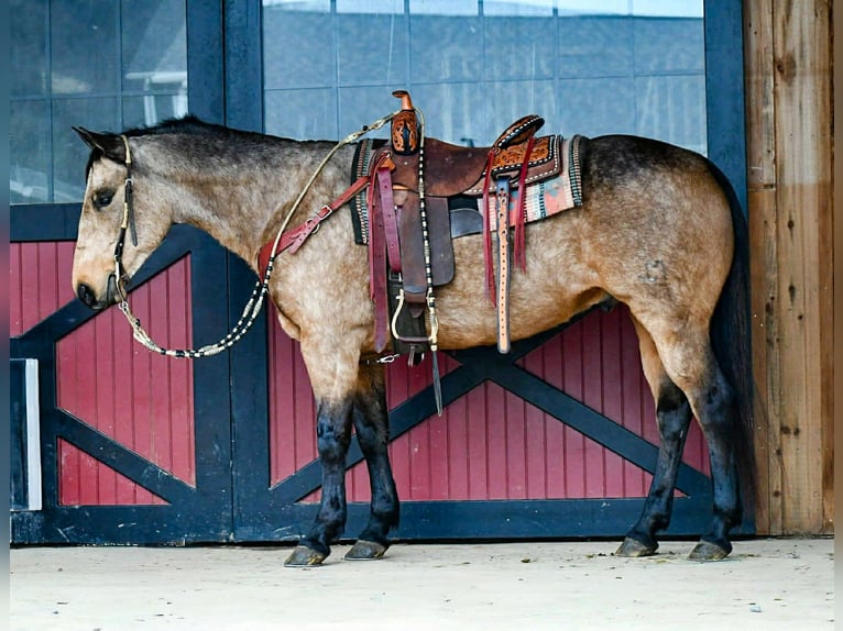 American Quarter Horse Castrone 9 Anni 152 cm Pelle di daino in Rebersburg