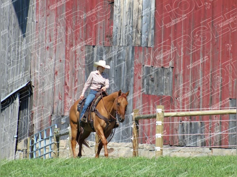 American Quarter Horse Castrone 9 Anni 152 cm Red dun in Clarion, PA