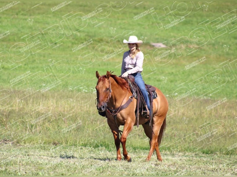 American Quarter Horse Castrone 9 Anni 152 cm Red dun in Clarion, PA