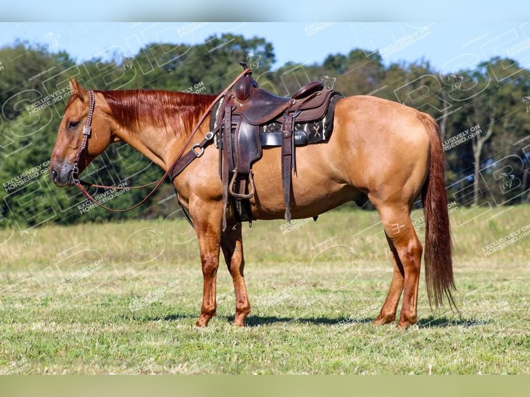 American Quarter Horse Castrone 9 Anni 152 cm Red dun in Clarion, PA