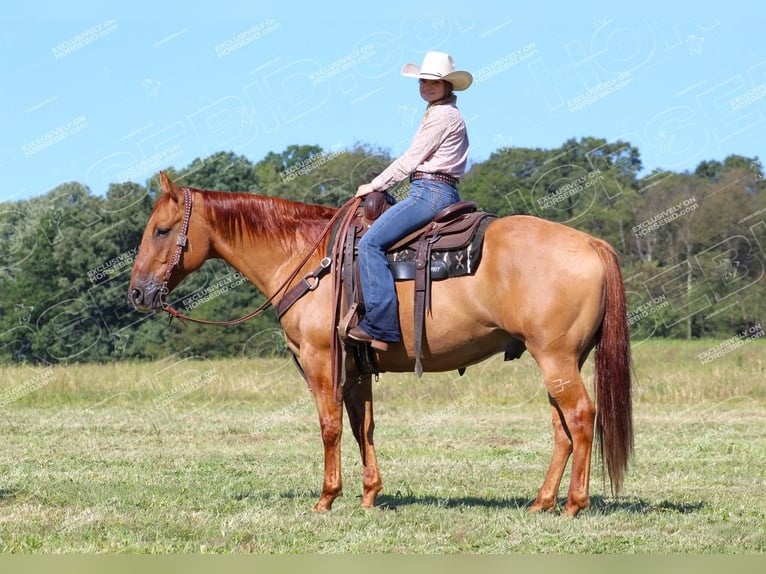 American Quarter Horse Castrone 9 Anni 152 cm Red dun in Clarion, PA