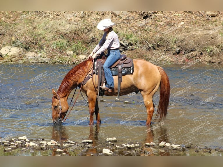 American Quarter Horse Castrone 9 Anni 152 cm Red dun in Clarion, PA