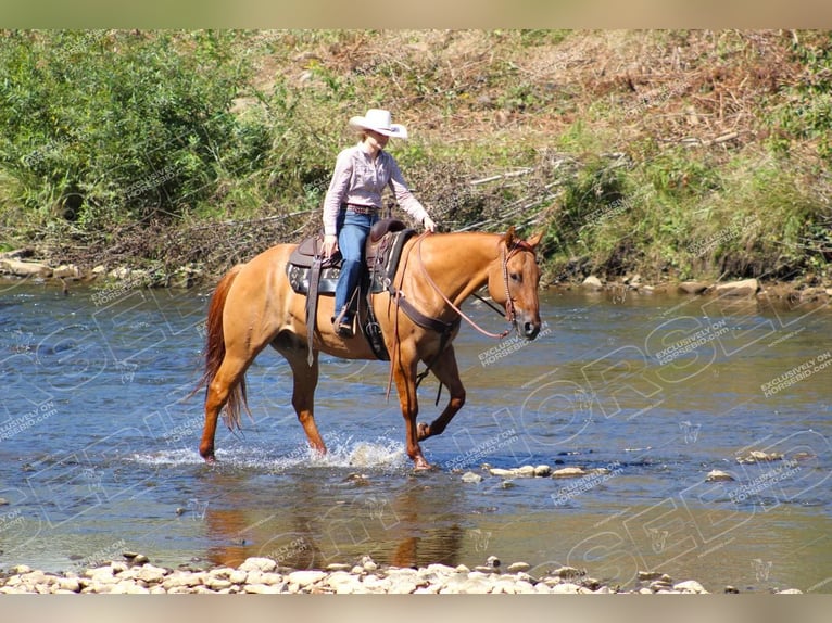 American Quarter Horse Castrone 9 Anni 152 cm Red dun in Clarion, PA