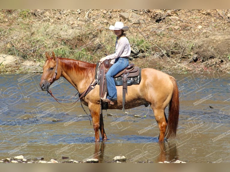 American Quarter Horse Castrone 9 Anni 152 cm Red dun in Clarion, PA