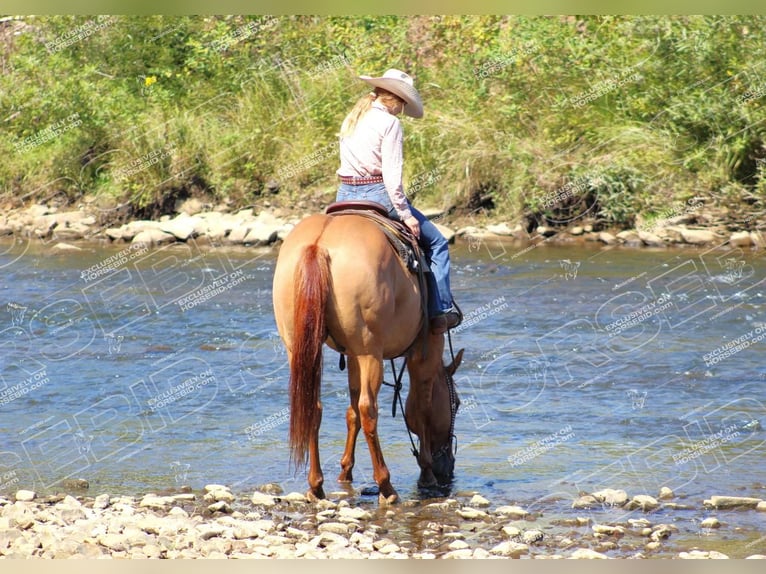 American Quarter Horse Castrone 9 Anni 152 cm Red dun in Clarion, PA