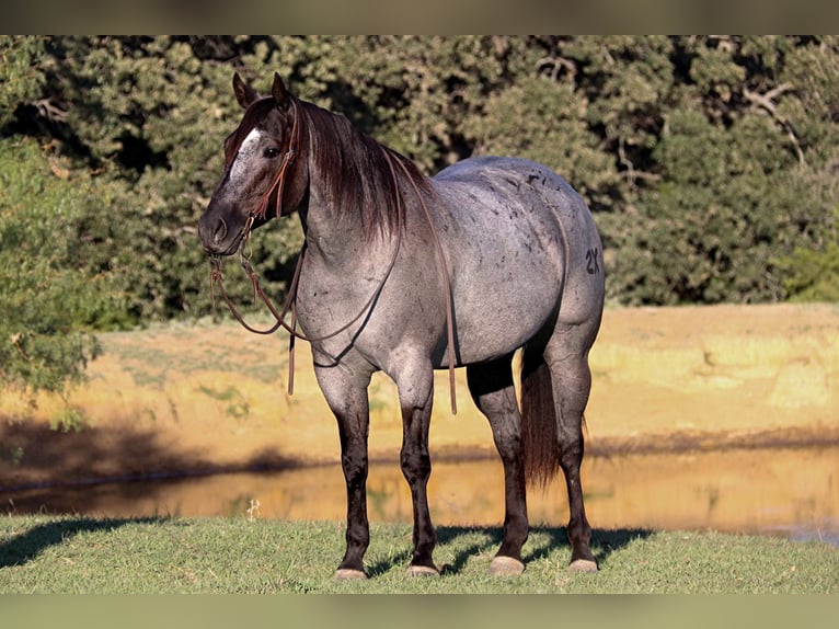 American Quarter Horse Castrone 9 Anni 152 cm Roano blu in Cleburne. TX