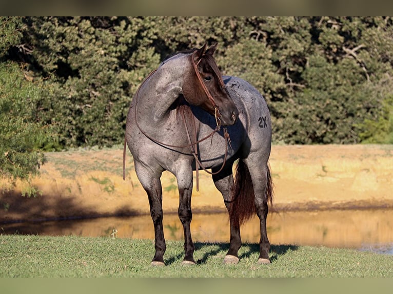 American Quarter Horse Castrone 9 Anni 152 cm Roano blu in Cleburne. TX