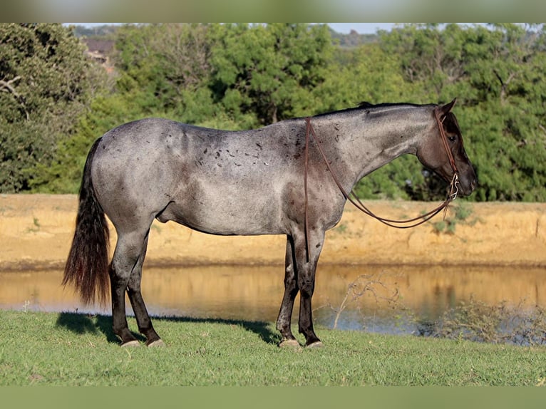 American Quarter Horse Castrone 9 Anni 152 cm Roano blu in Cleburne. TX