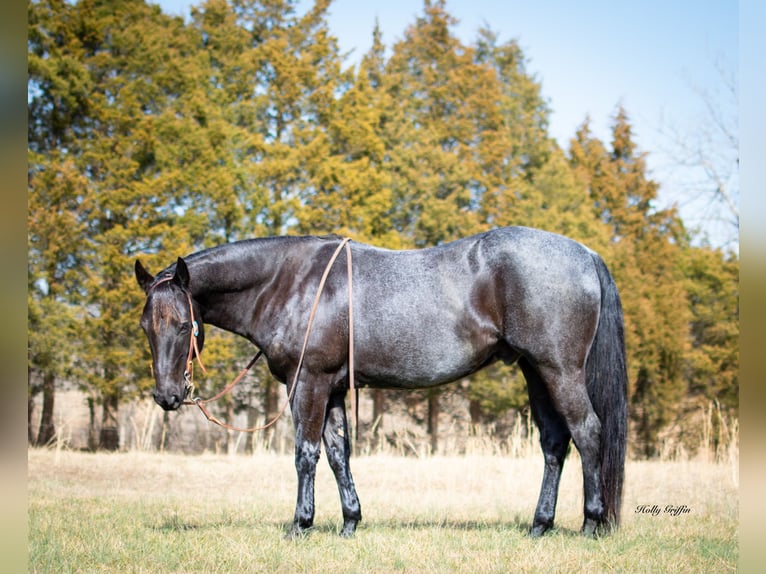 American Quarter Horse Castrone 9 Anni 152 cm Roano blu in Greenville KY