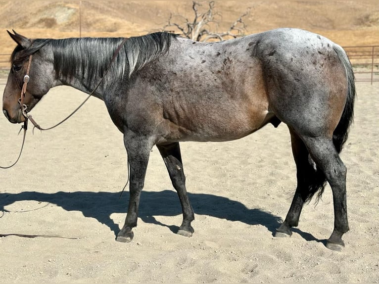 American Quarter Horse Castrone 9 Anni 152 cm Roano blu in Paicines CA