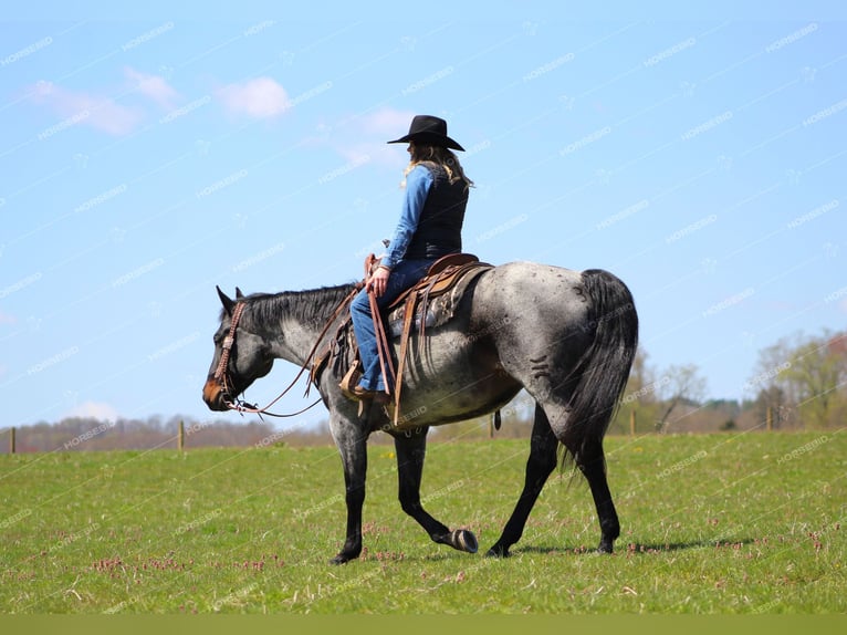 American Quarter Horse Castrone 9 Anni 152 cm Roano blu in Brookville