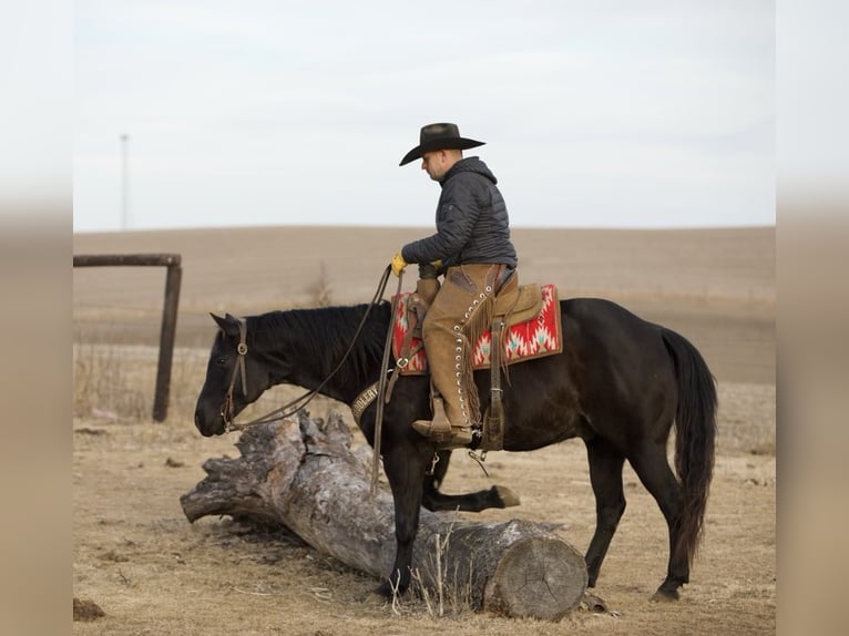 American Quarter Horse Castrone 9 Anni 152 cm Roano blu in Bernard, IA