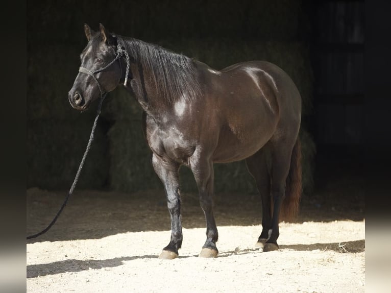 American Quarter Horse Castrone 9 Anni 152 cm Roano blu in Bernard, IA