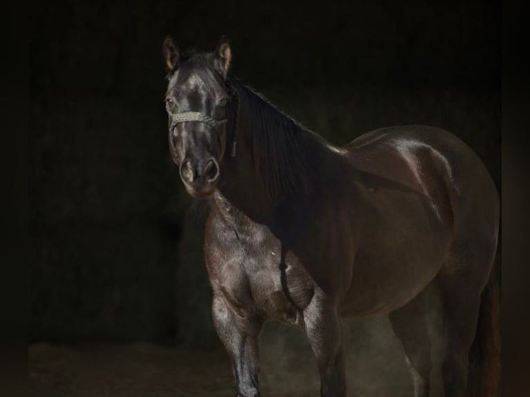 American Quarter Horse Castrone 9 Anni 152 cm Roano blu in Bernard, IA