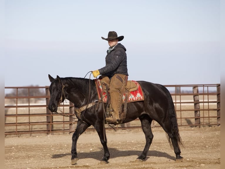 American Quarter Horse Castrone 9 Anni 152 cm Roano blu in Bernard, IA