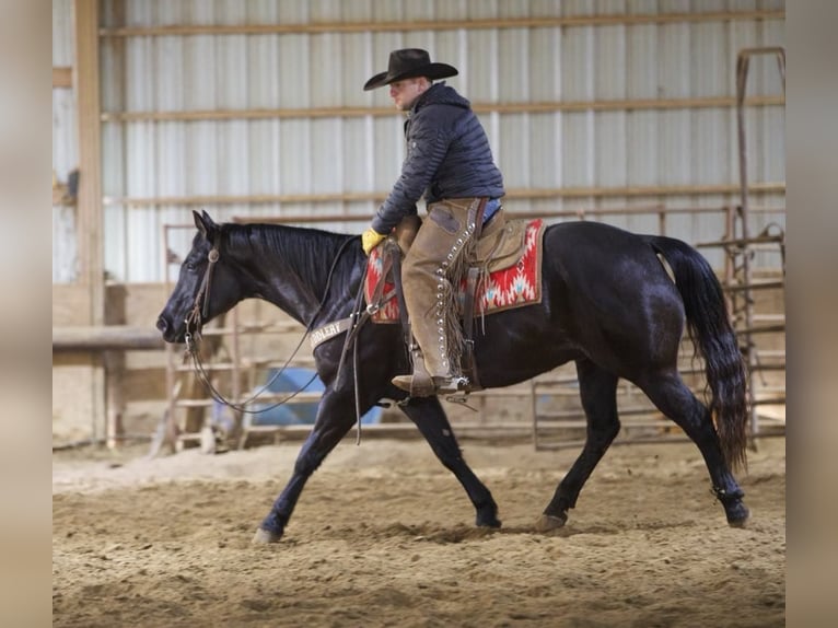 American Quarter Horse Castrone 9 Anni 152 cm Roano blu in Bernard, IA