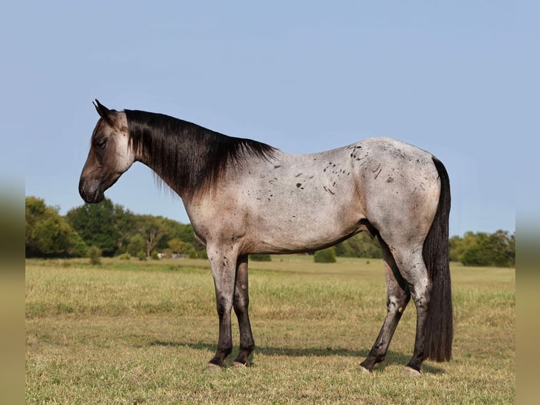 American Quarter Horse Castrone 9 Anni 152 cm Roano blu in Buffalo, MO